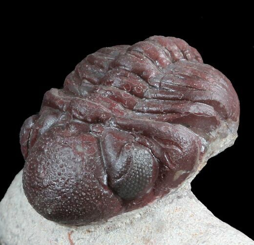 Red Barrandeops Trilobite - Hmar Laghdad, Morocco #46705